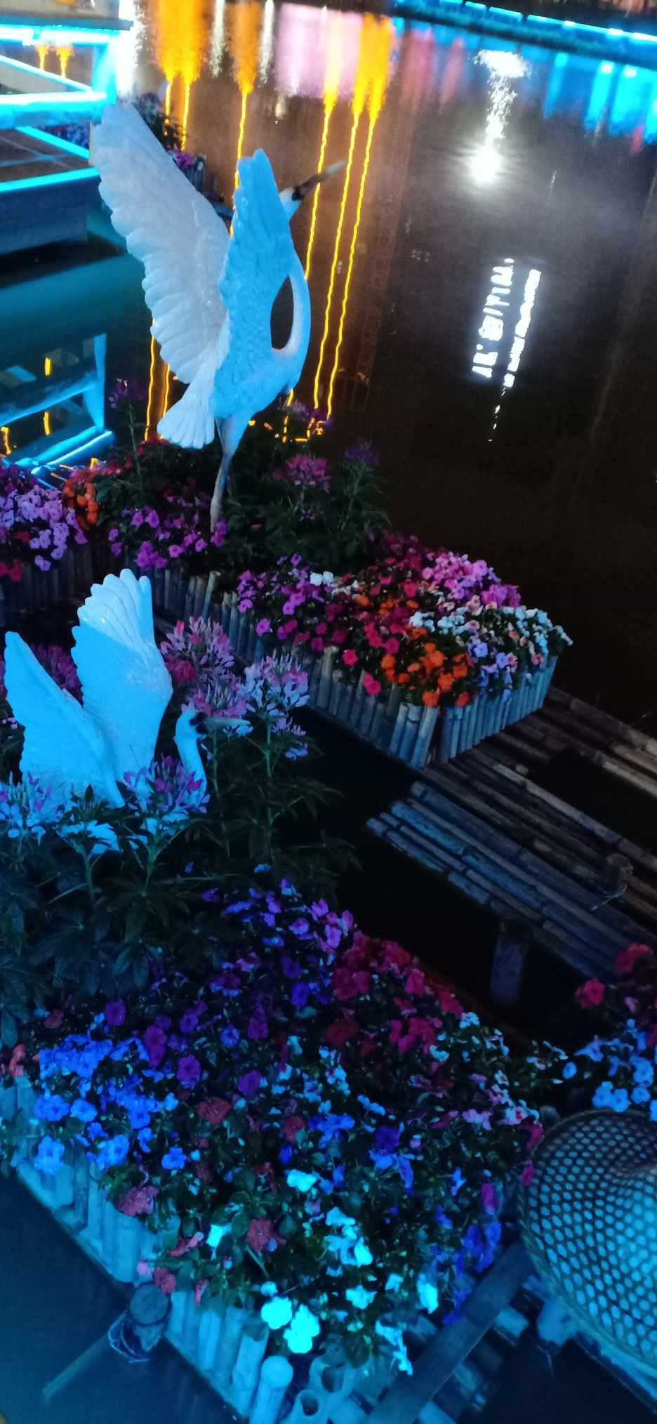 沙皮狗逃离
